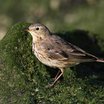 American Pipit